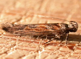 Gnorimoschema gallaesolidaginis